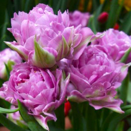 

Тюльпан Махровый Double Price луковицы, Розовый