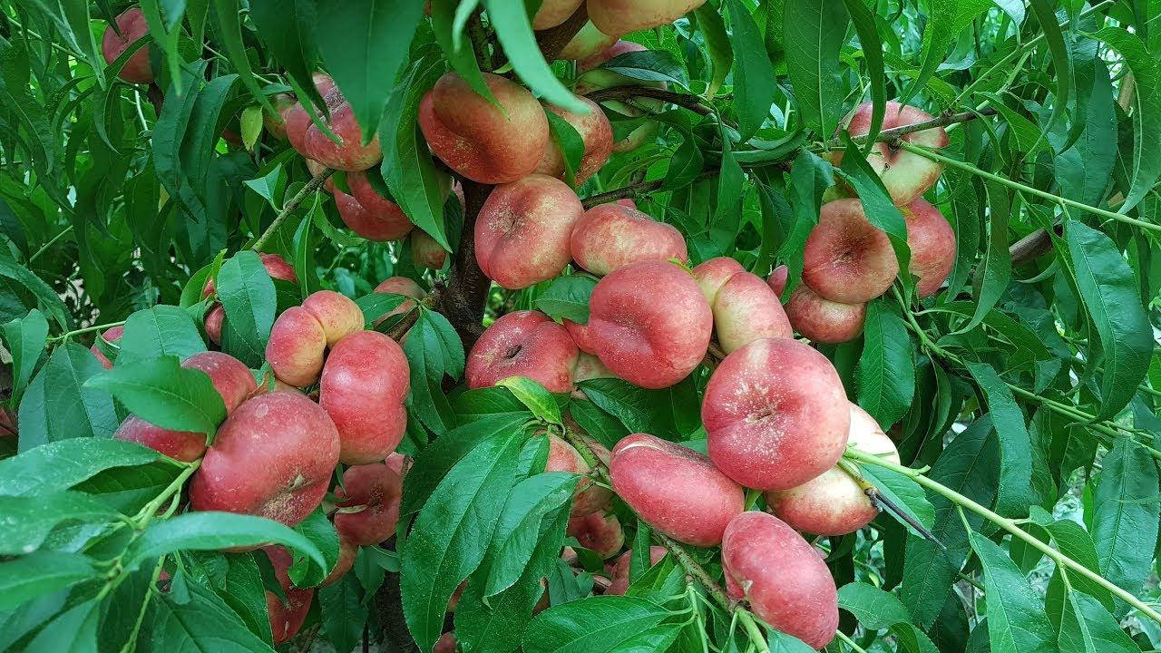 

Саженцы инжирного персика Концеттина (Концеттіна, Concettina, Nectarine Concettina)