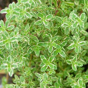 

Чабрец лимоннопахнущий Сильвер Квин, Thymus citriodorus Silver queen