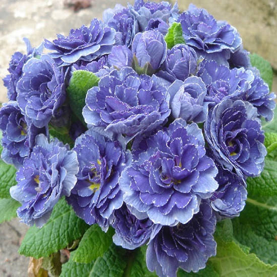 

Примула Blue Sapphire (Блу Сэфайэр)