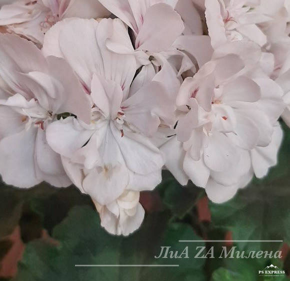 

ЛиА Милена (#124с), Белый