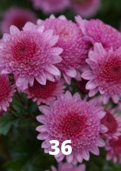 

Хризантема веточная (черенок) Рандеву №36