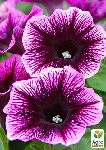 

Розсада ампельної петунії в горщику 9см - Petunia go-tunia purple eye (пурпл ай)