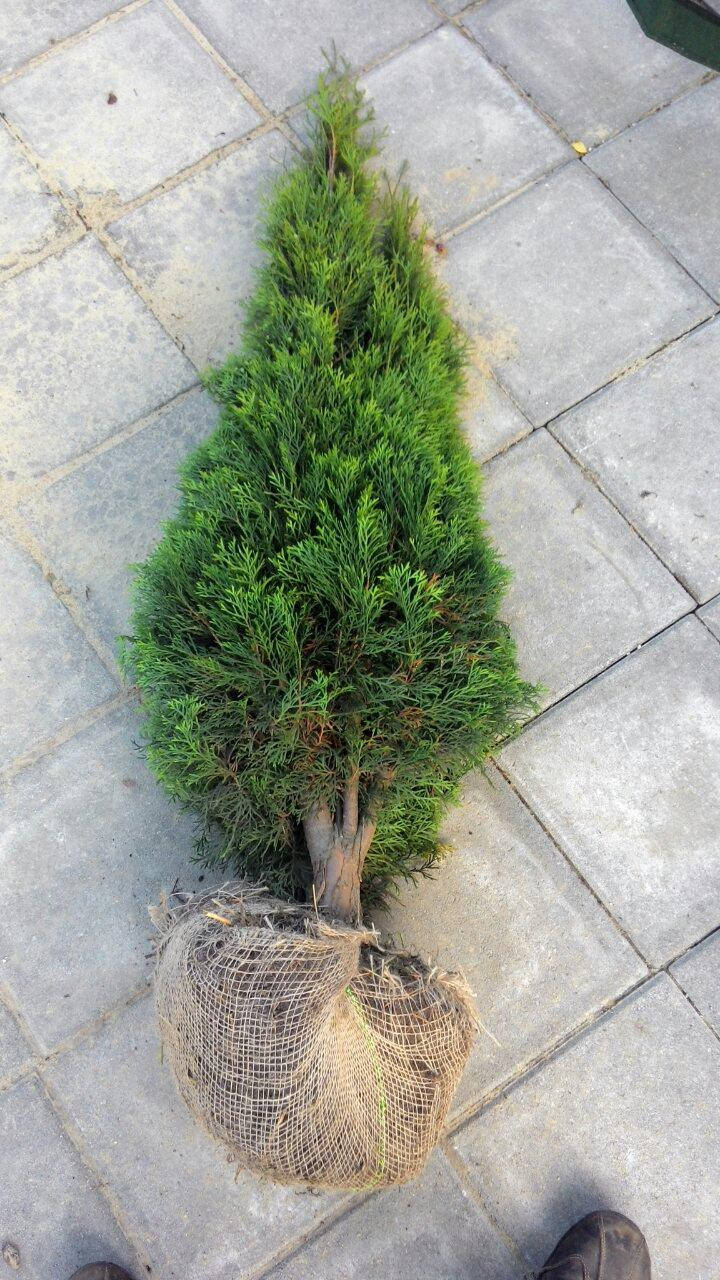 

Туя западная Смарагд 120-130см (Thuja occidentalis Smaragd )