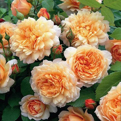 

Роза Grace (саженцы)
