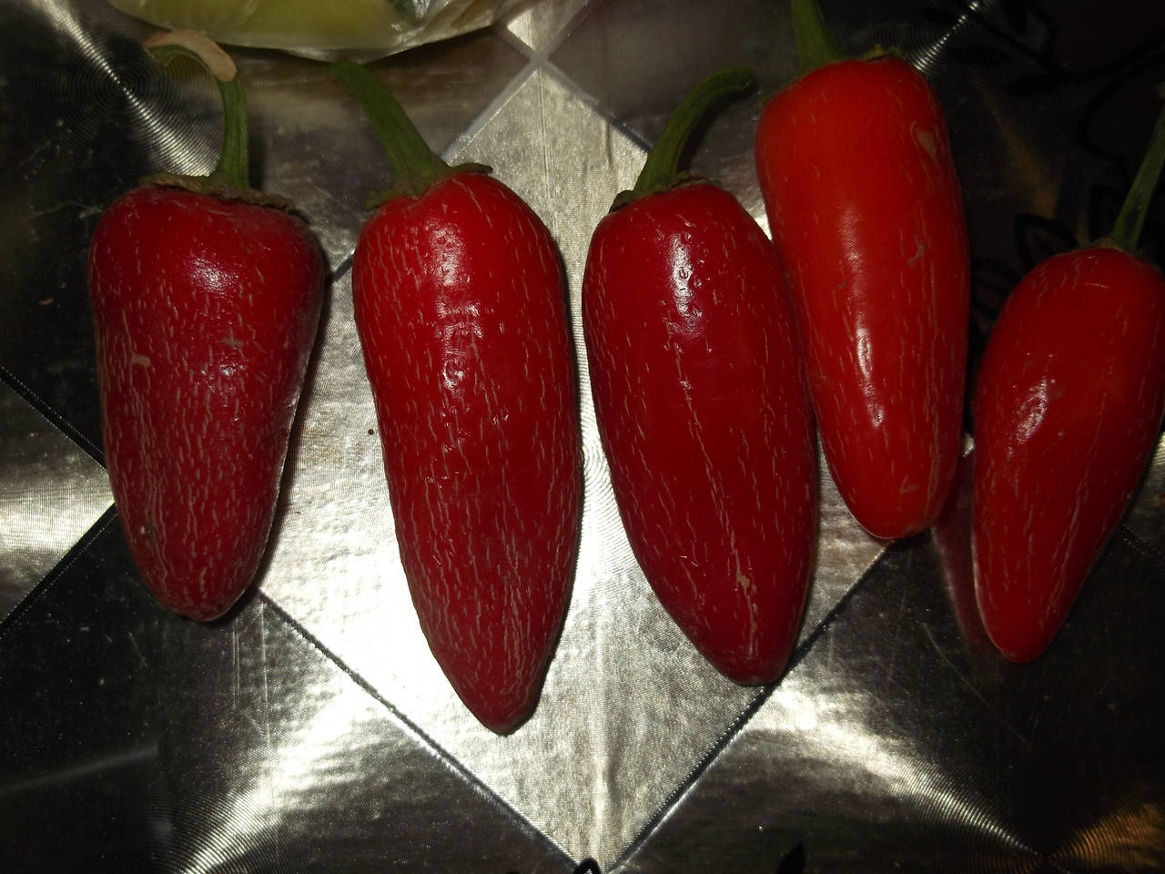 

Перец острый Халапеньо таджин (JALAPENO TAJIN) (10 шт семян)
