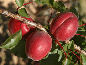 

Саженцы абрикоса РУБИСТА (двухлетний) раннего срока