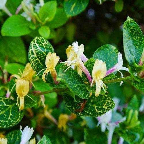 

Жимолость японская Aureoreticulata (саженцы)