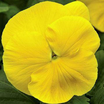 

Виола Italia 10 шт Farao Италия Pure Yellow