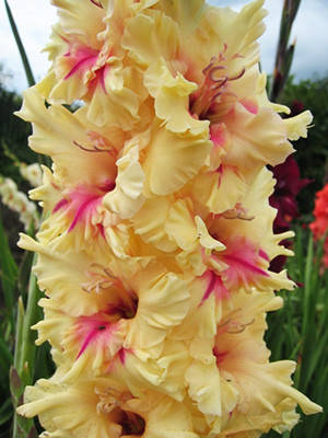 

Гладиолус гофрированный Yellow Age (Йеллоу Эдж) 3 шт./уп., Желтый