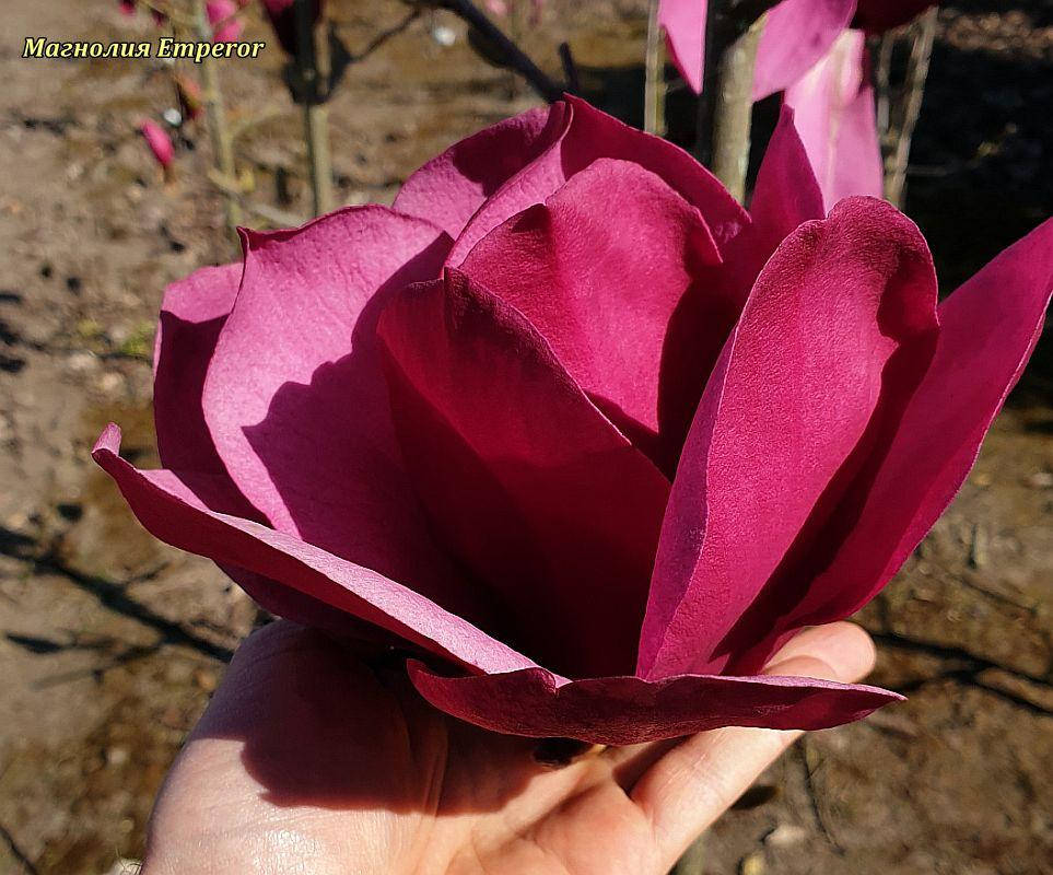 

Магнолия Emperor (Император) Новый сорт н-60 -80см 4лет