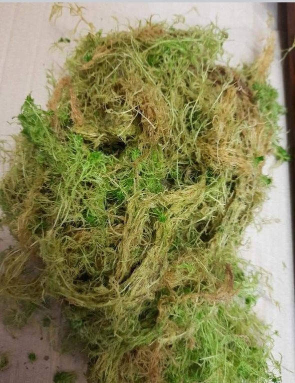 

Мох живой, 1л