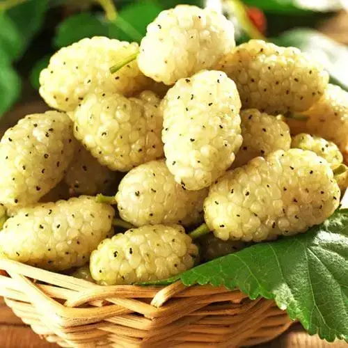 

Шелковица "БЕЛАЯ МЕДОВАЯ" 2-летняя / Саженцы / Премиум Качество