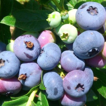 

Cаженцы голубики Патриот (2.5 года, контейнер 3л)