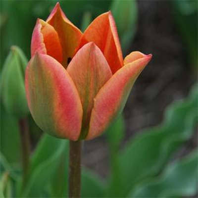 

Тюльпан Tricolored Beauty (луковицы) 5 шт