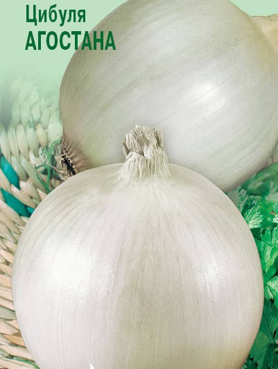 

Цибуля Агостана