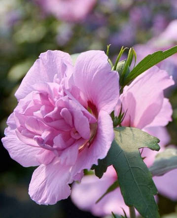 

Гибискус сирийский Лавендер Шифон \ Hibiscus syriacus Lavender Chiffon ( саженцы С2л 50-60см)