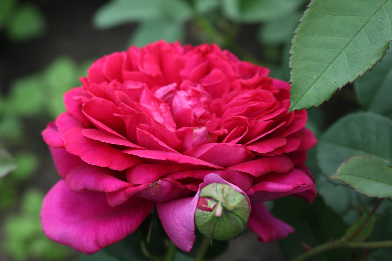 

Саженцы роз Уильям Шекспир 2000 (William Shakespeare 2000)