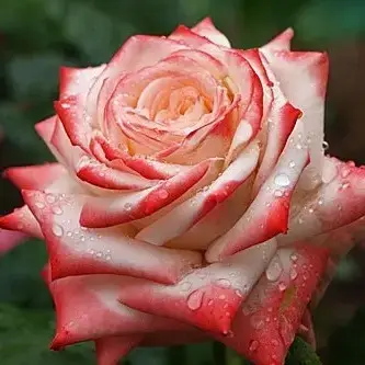 

Роза чайно-гибридная "ИМПЕРАТРИЦА ФАРАХ" ('Imperatrice Farah')