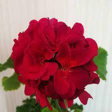

Odensjö Tango (245)