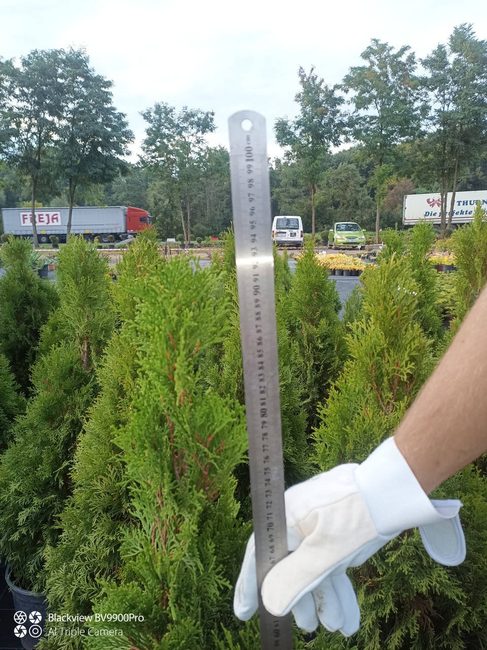 

Туя західна Смарагд висота 90-100 см (вкорінена)