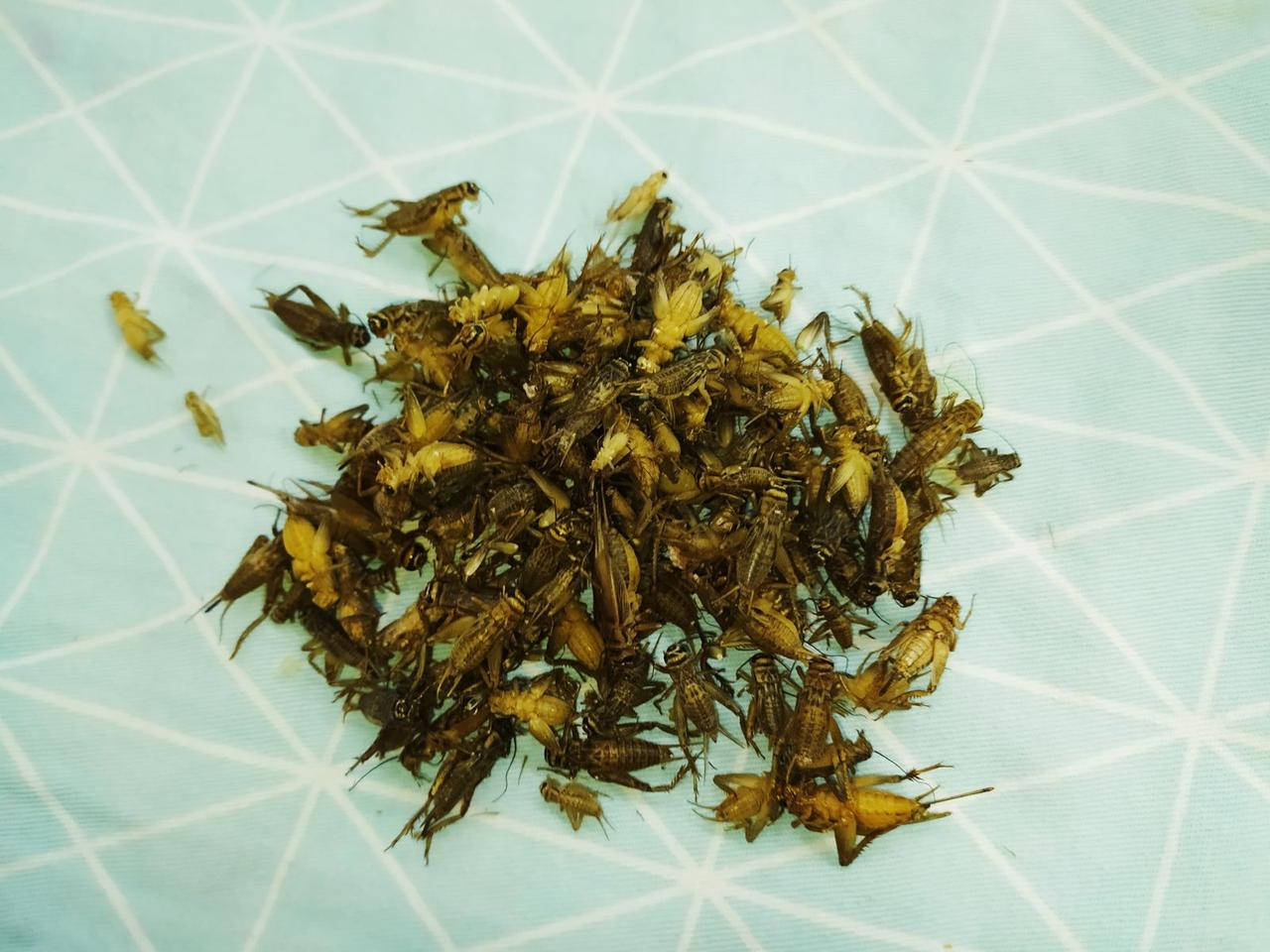 

Кормовые сверчки для рептилий, птиц, различных животных. 100 г. Заморозка