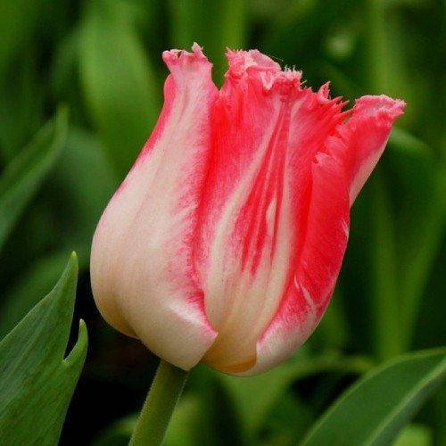 

Тюльпан Lingerie 3 шт