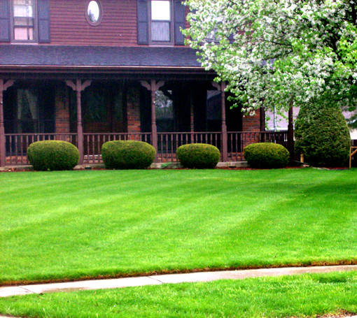 

Универсальная газонная трава 5 кг. Урожай 2021., Зелёный