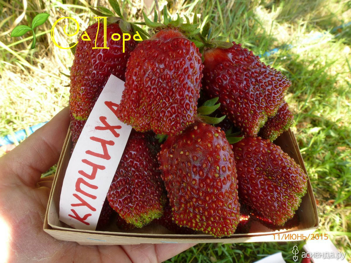 

Клубника Купчиха