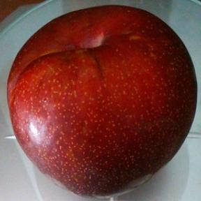 

Саджанці аличі (диплоїдної сливи) Прайм Тайм