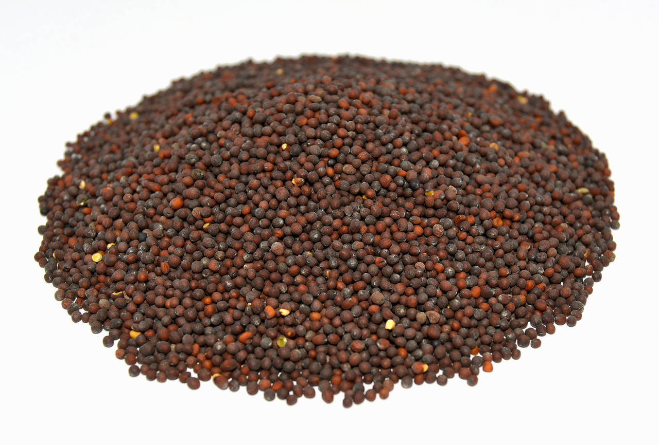 

Горчица черная семена