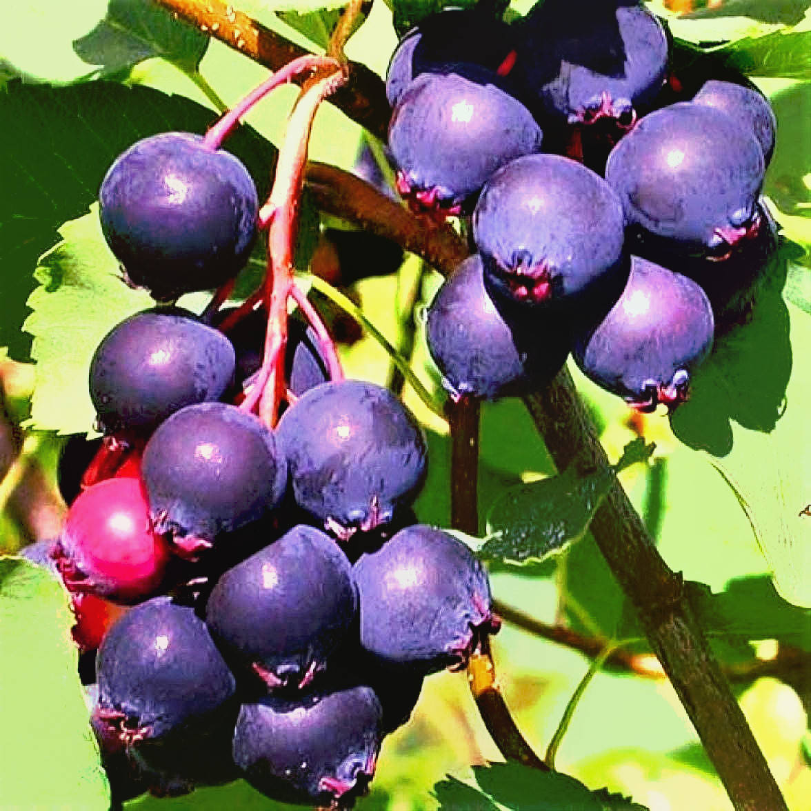 

Саженцы Ирги канадской Крупноплодной (Amelanchier canadensis)