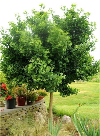 

Гинкго Билоба Тубифолия \ Ginkgo biloba 'Tubifolia' ( саженцы 1.5л 3года)