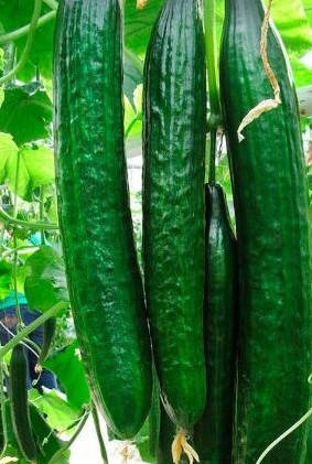 

Огурец "Китайское чудо" (семена 10 шт)