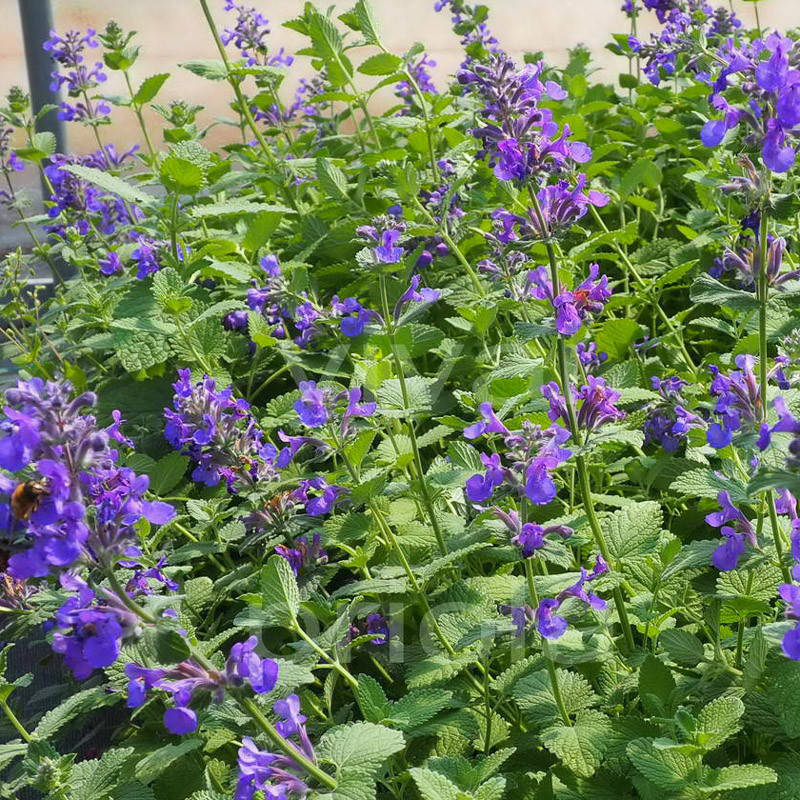 

Котовник Фассена 'Hill Grounds'. Контейнер 0,5 л