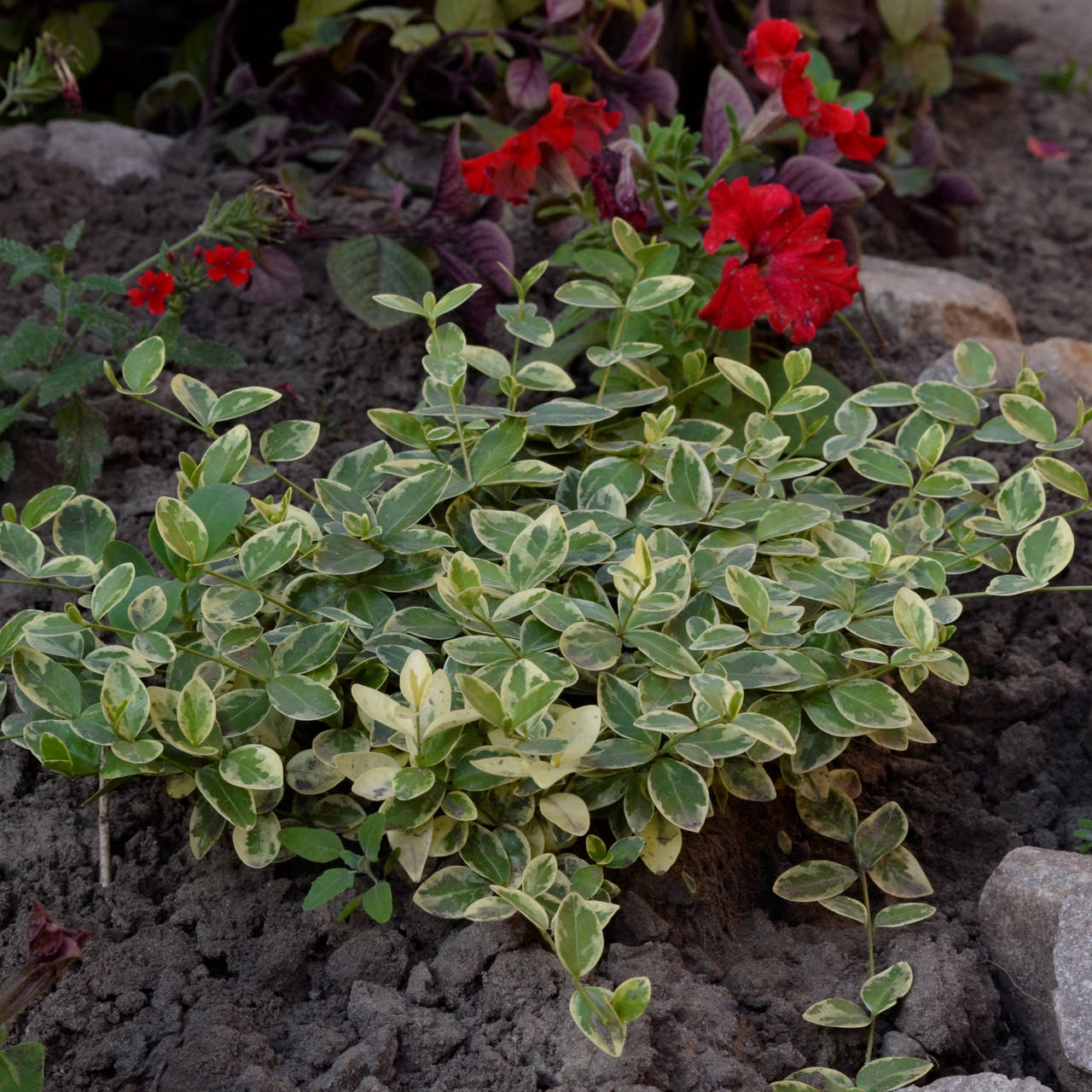 

Бересклет почвопокровный, саженцы