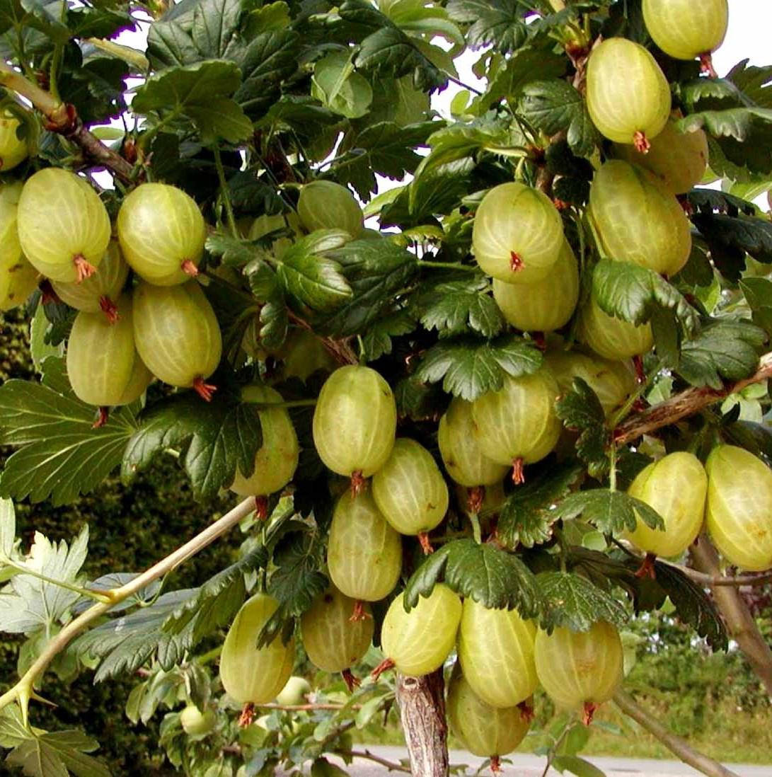 

Саженцы крыжовника Инвикта (Invicta)