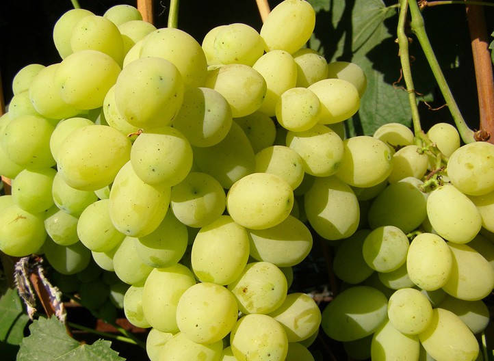 

Виноград Лора (саженцы)