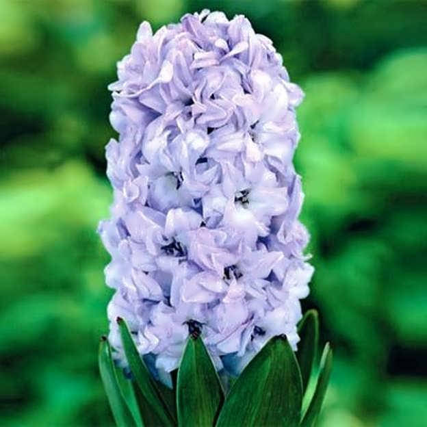 

Гиацинт "General Koehler", Синий