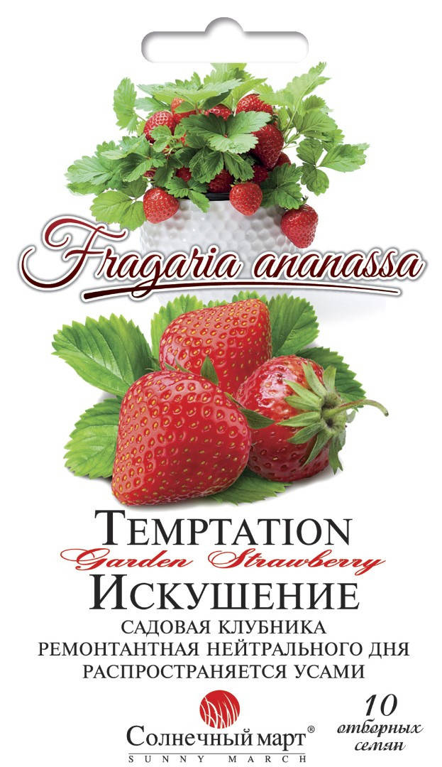 

Клубника Искушение, 10шт