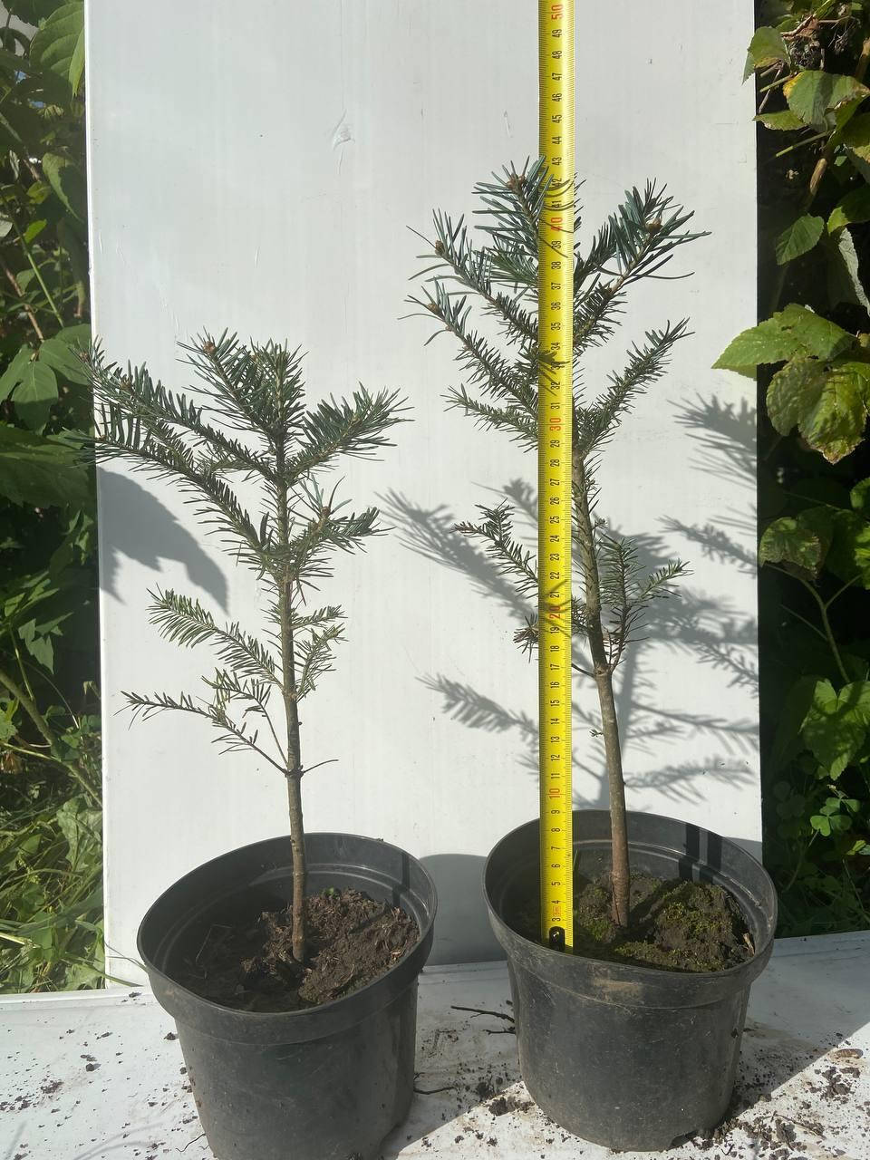 

Пихта Бальзамическая (Abies balsamea) 35-45 см