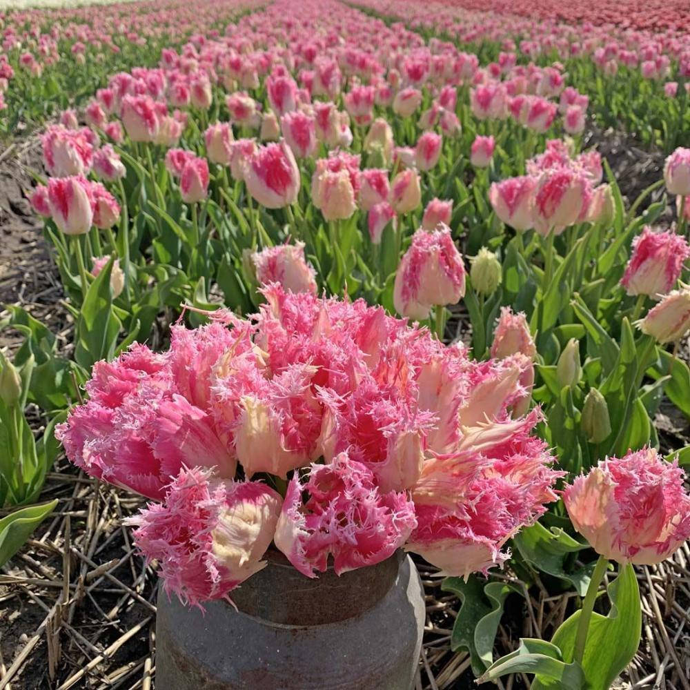 

ТЮЛЬПАН HUIS TEN BOSCH 2шт.