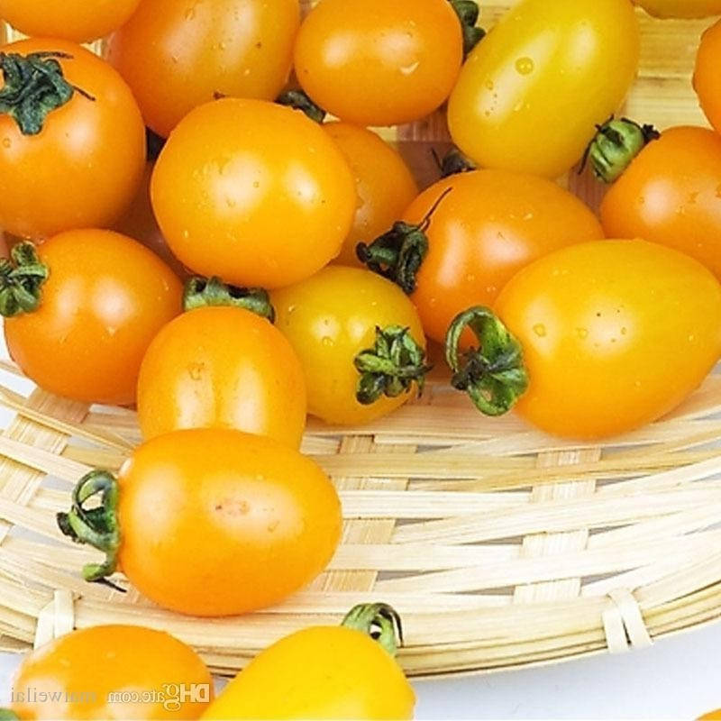 

KS 3690 F1(КС 3690) 10 шт семена низкорослого жёлтого черри Kitano Seeds