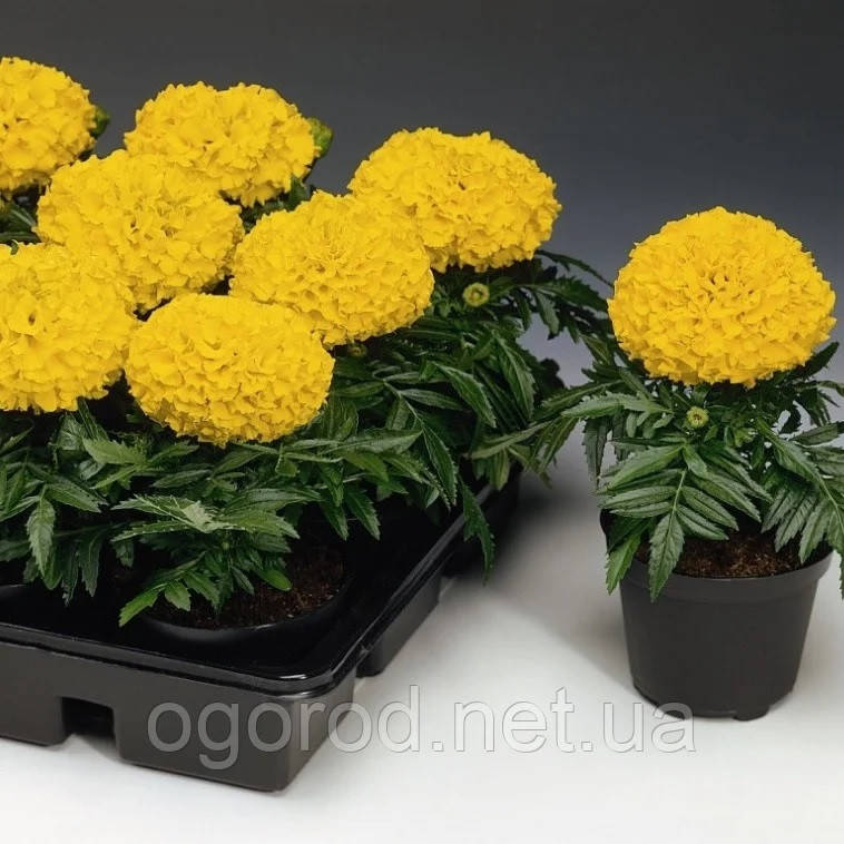 

Семена Бархатцы Антигуа 10 шт Syngenta Голландия Gold