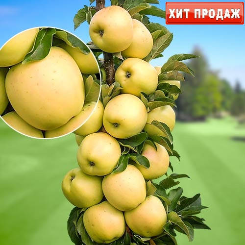 

Яблоня "МЕДОК" / Колоновидные саженцы / Премиум качество