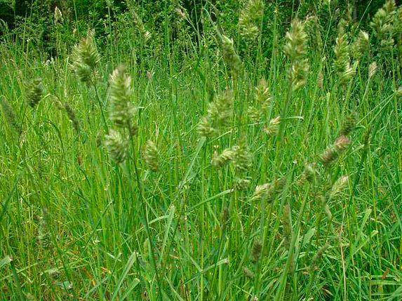 

Ежа 1 кг (товар вес)