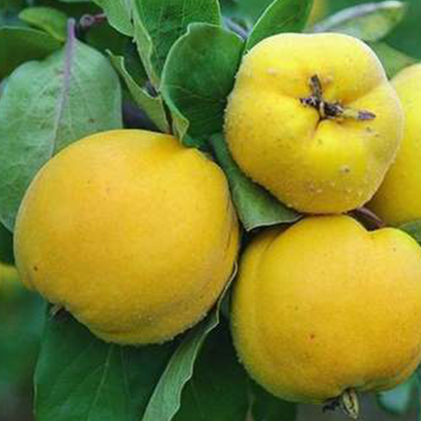 

Саженцы айвы «Мария» - 2-летний