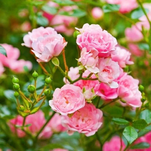 

Роза The Fairy (саженцы)