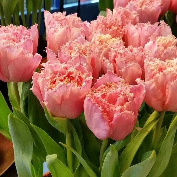 

Луковицы Тюльпан Pink Magic, Розовый