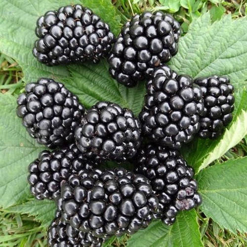 

Саженец ежевики БЛЕКДЖЕМ (Black Gem) - ремонтантный, 1-летний